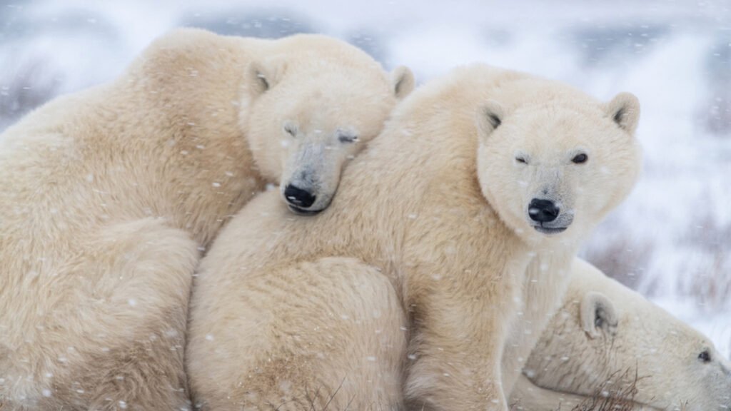 Ours polaires - Canada © Istock