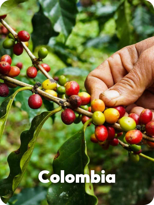 Terra Colombia