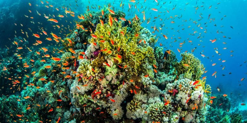 Belize-destination-plongée