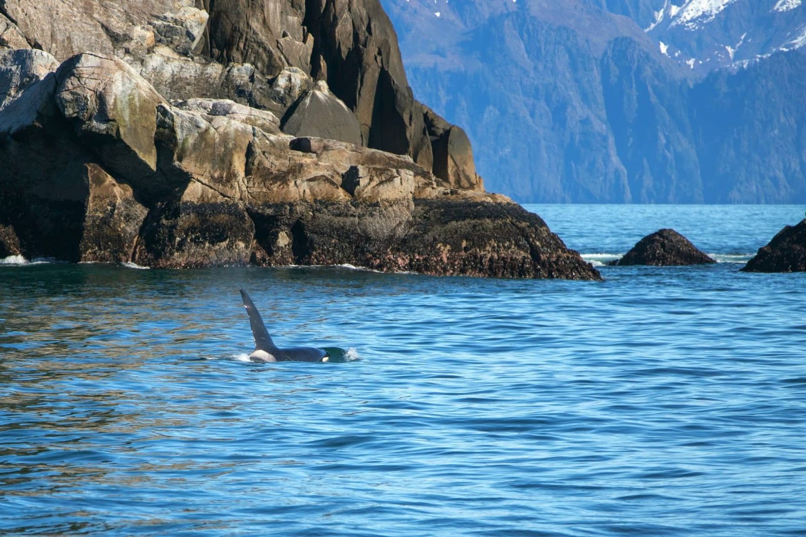 Terra-Canada-Alaska-kenai-baleine